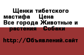 Щенки тибетского мастифа. › Цена ­ 30 000 - Все города Животные и растения » Собаки   